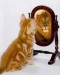 kočka-lev v zrcadle